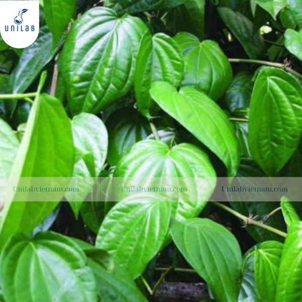 Chiết Xuất Trầu Không