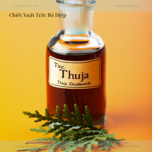 Chiết xuất trắc bá diệp