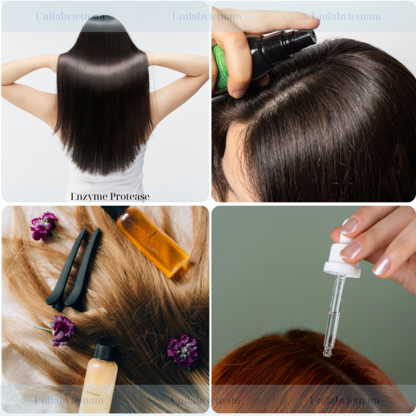 Chiết xuất trắc bá diệp