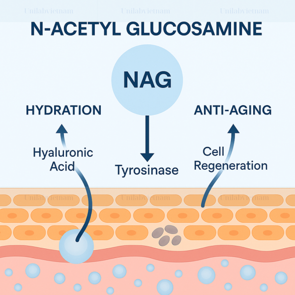 Acetyl Glucosamine