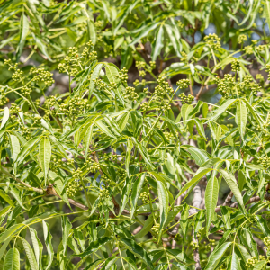 Chiết Xuất Hoàng Bá