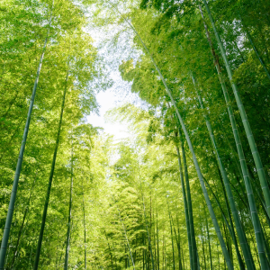 Plant C-Stem™ Bamboo