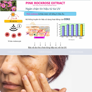 Chiết xuất hoa hồng đá