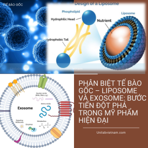 Phân Biệt Tế Bào Gốc – Liposome Và Exosome