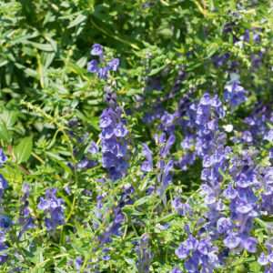 Chiết Xuất Rễ Hoàng Cầm