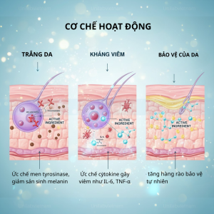 Chiết Xuất Rễ Hoàng Cầm