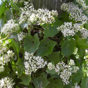 Chiết Xuất Cúc Leo (Mikania Micrantha Extract)